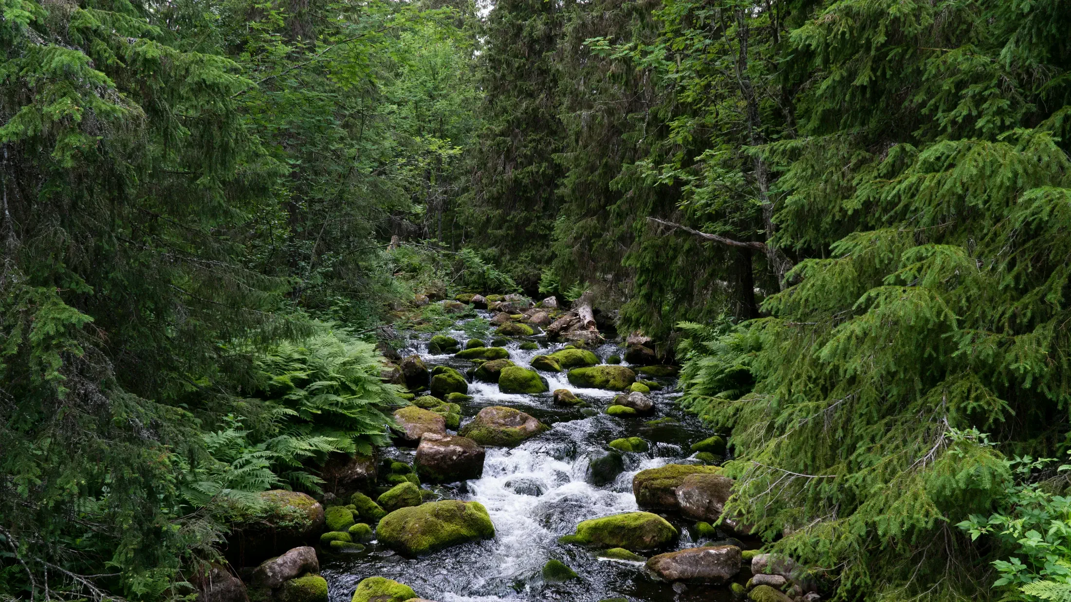 Skog och vatten som symboliserar hållbar återvinning